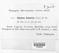 Entyloma calendulae image